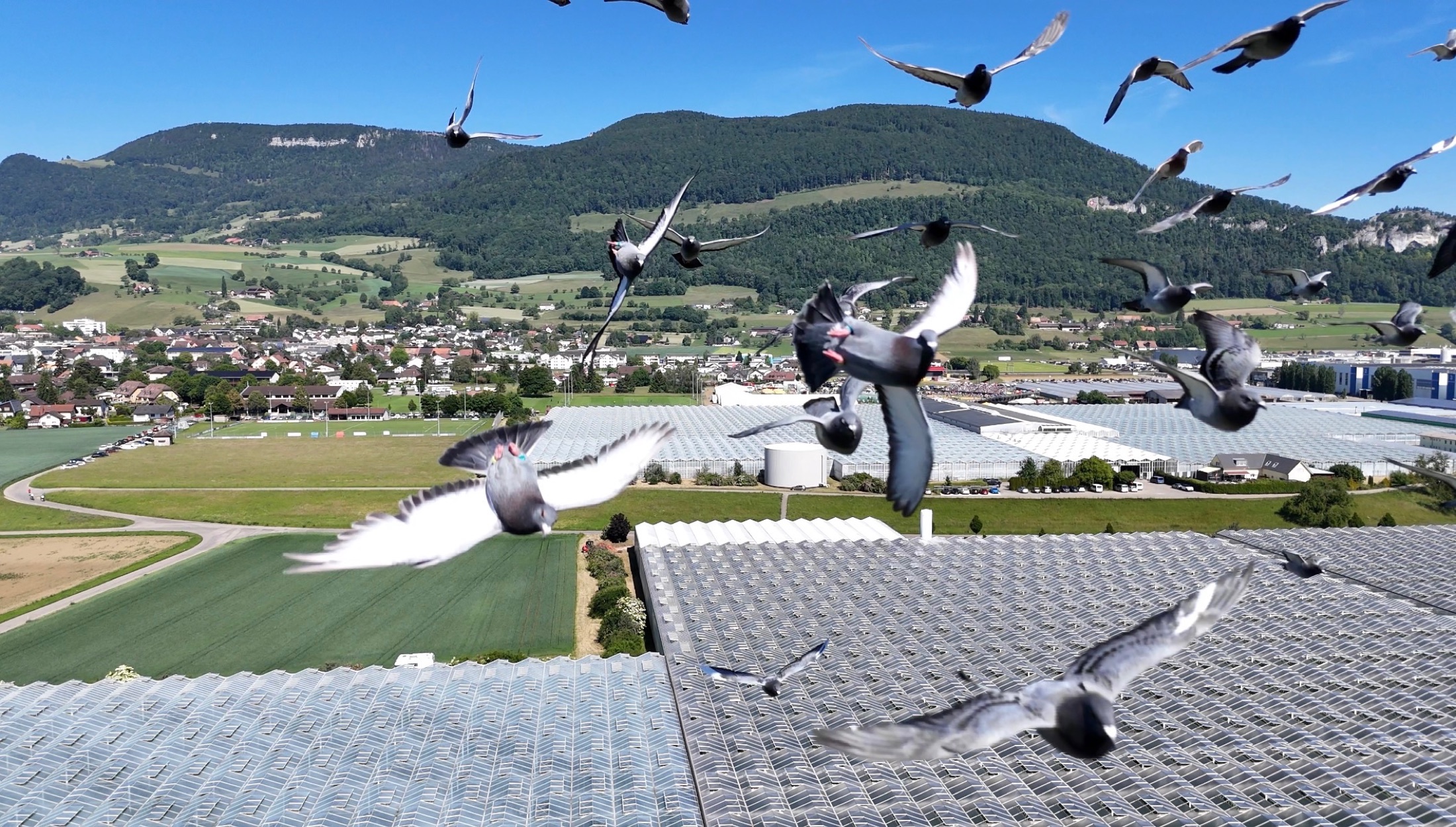 Our young pigeons flying in front of the Jura